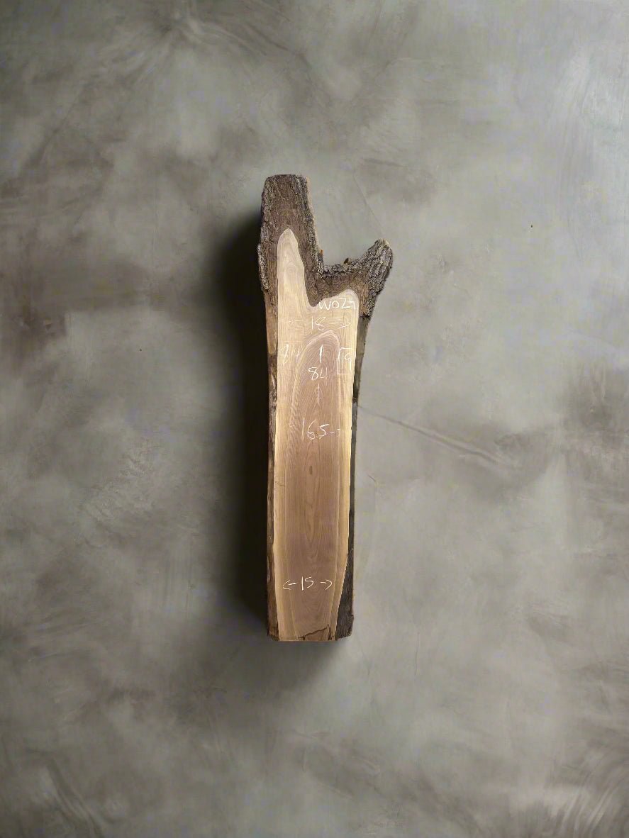 Walnut Slab W024 - Crown Point Wood Co.